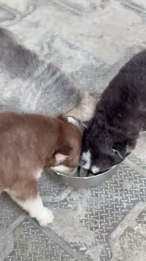 Siberian Husky Puppy | Black & White Color, farm video