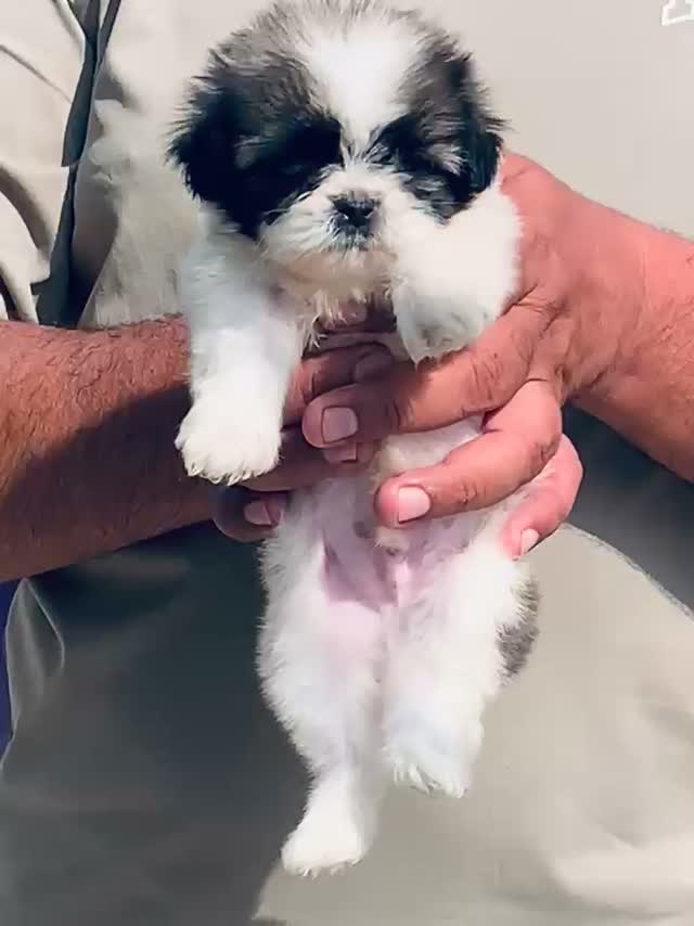 Shih Tzu | Black Color, farm video