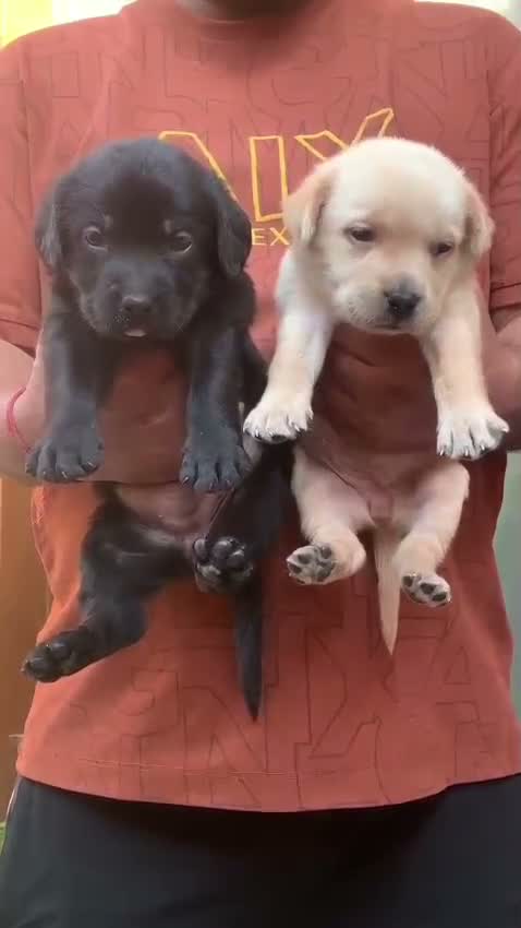 Dachshund Puppy | Brown & Tan, farm video