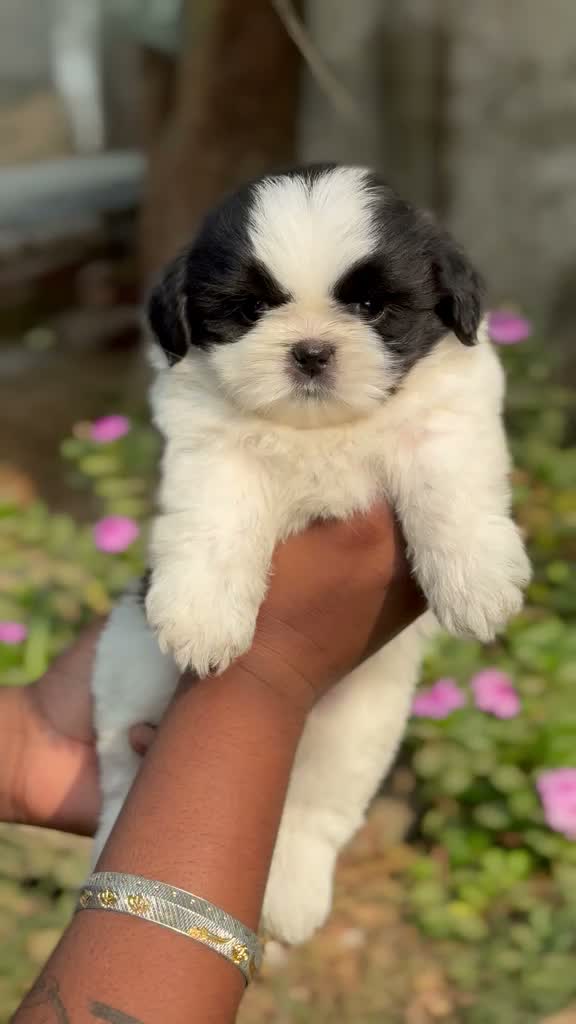 Shih Tzu | Black Color, farm video