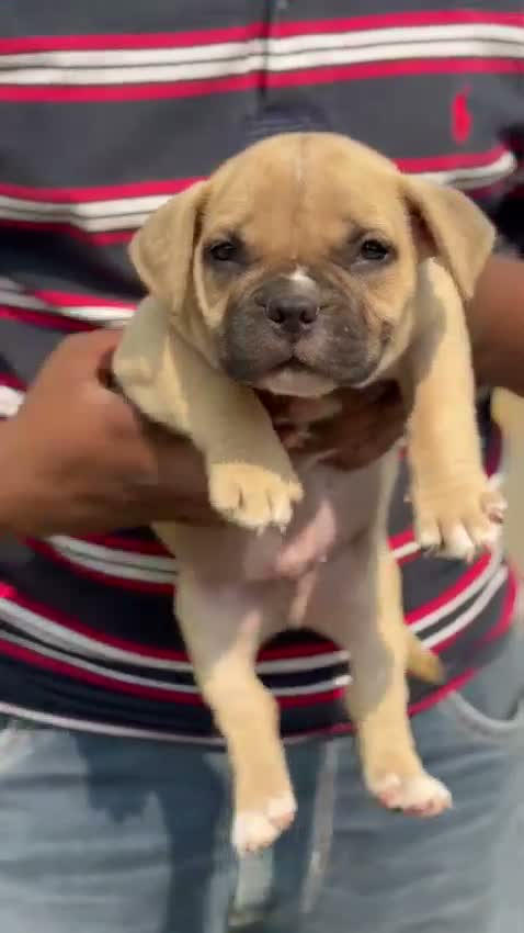 American Bully Pocket Size Puppy, farm video