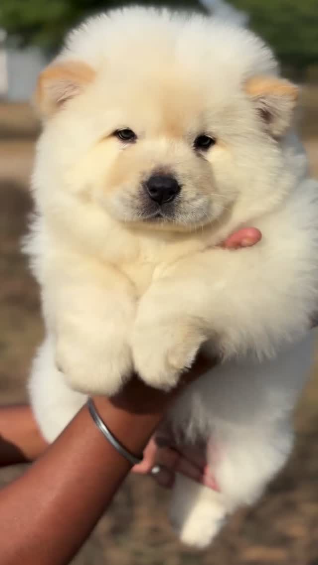 Chow Chow Puppies, farm video