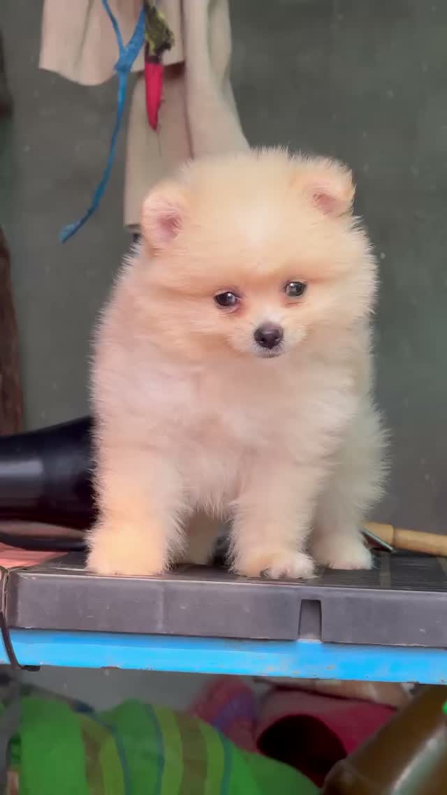Pomeranian Puppy, farm video
