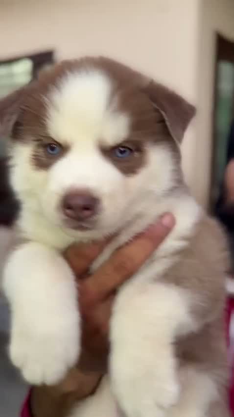 Siberian Husky Puppy | Black & White Color, farm video