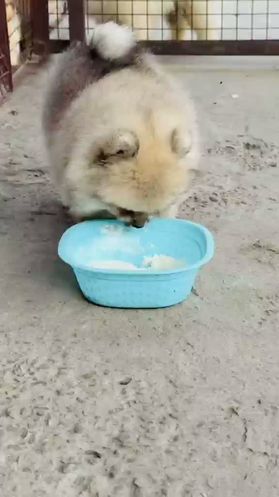 Pomeranian Puppy, farm video