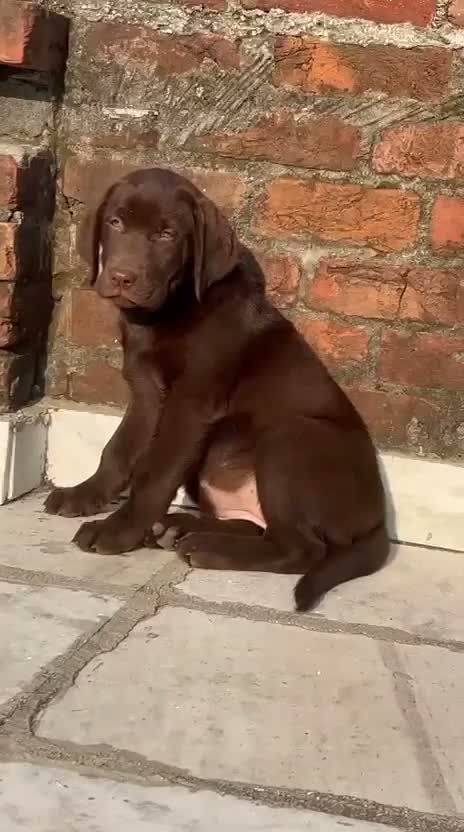 Beagle Black & Tan Puppy, farm video