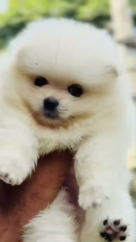 Pomeranian Puppy, farm video