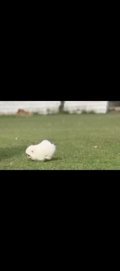 Pomeranian Puppy, farm video