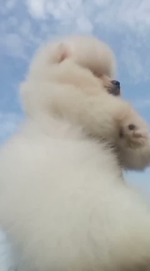 Pomeranian Puppy, farm video