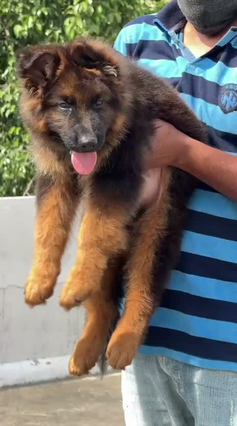 German Shepherd Puppy, farm video