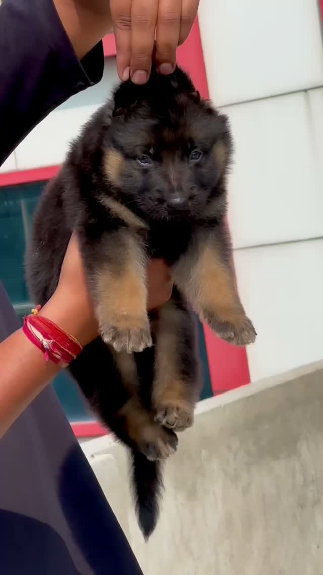 German Shepherd Puppy, farm video