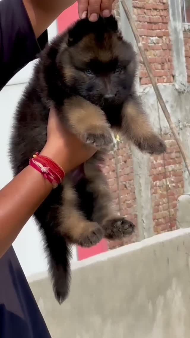 German Shepherd Puppy, farm video