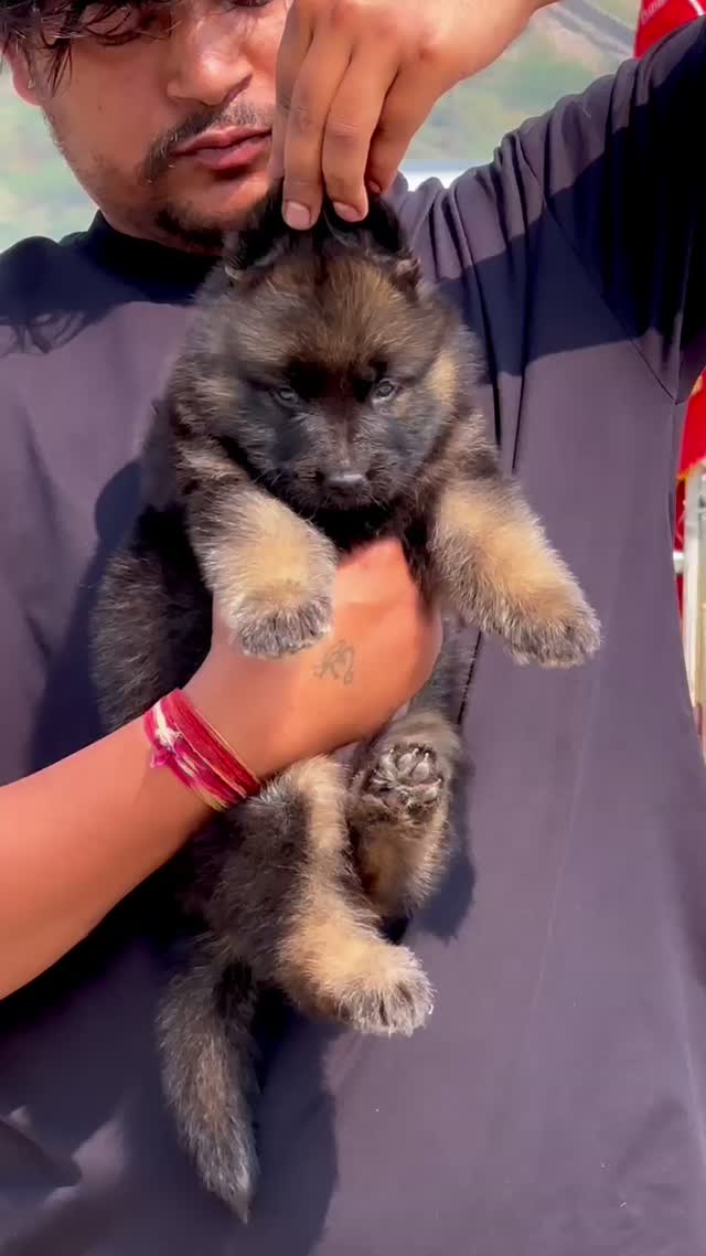 German Shepherd Puppy, farm video