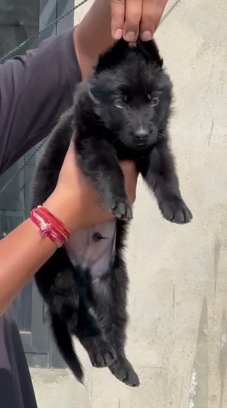German Shepherd Puppy, farm video