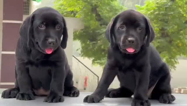 Beagle Black & Tan Puppy, farm video