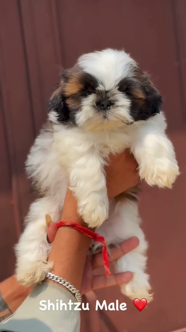 Shih Tzu | Black Color, farm video