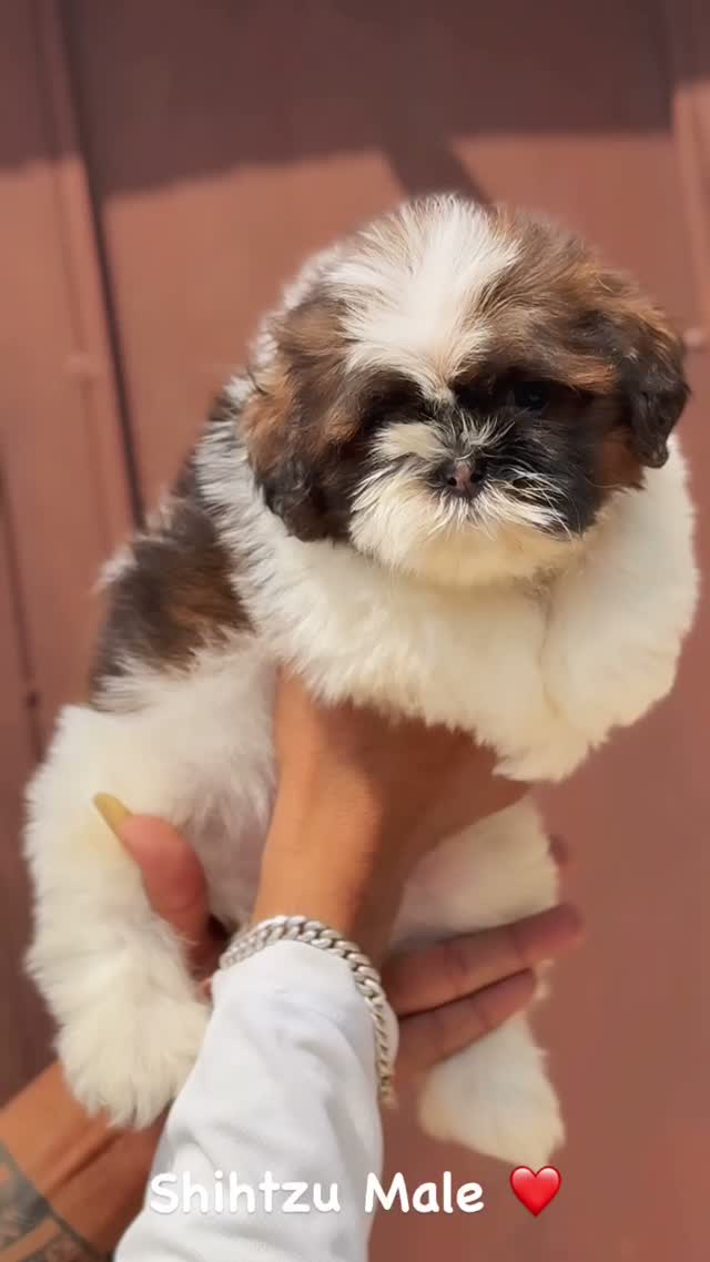 Shih Tzu | Black Color, farm video