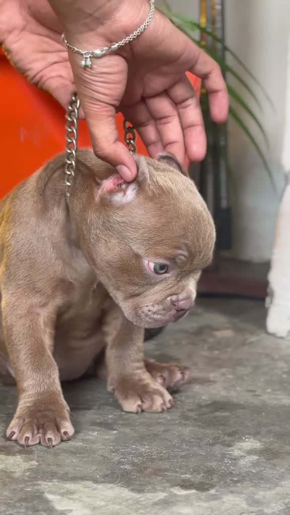 American Bully Pocket Size Puppy, farm video