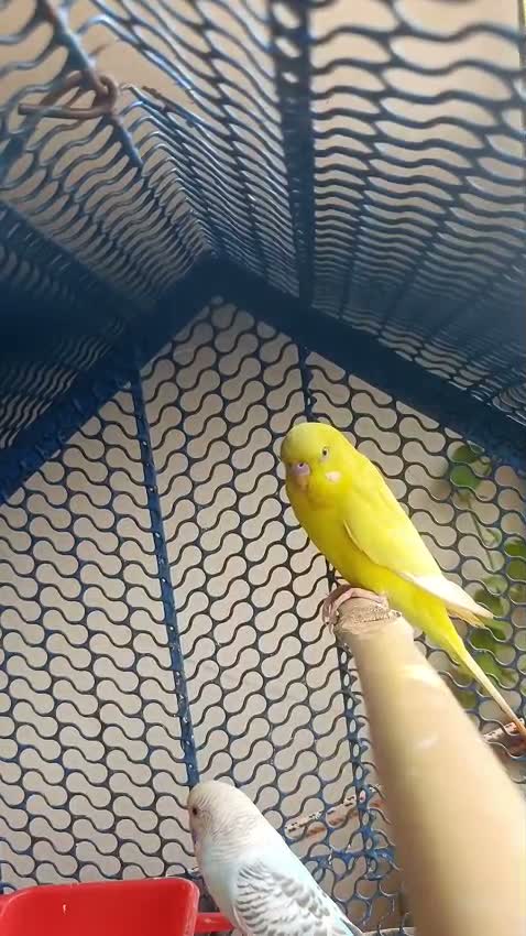 Holland Budgies, farm video