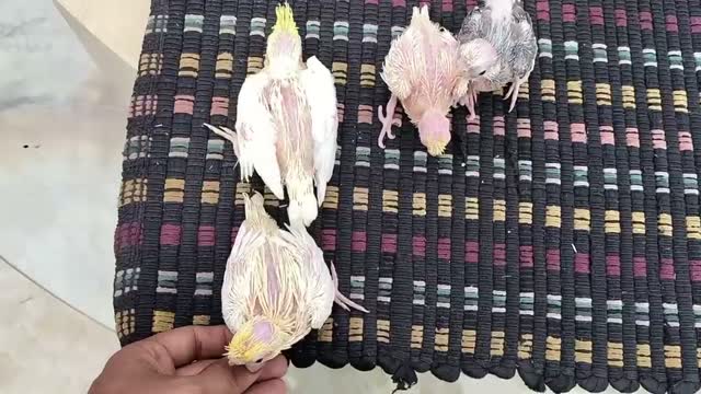 Cockatiel | Pied, farm video