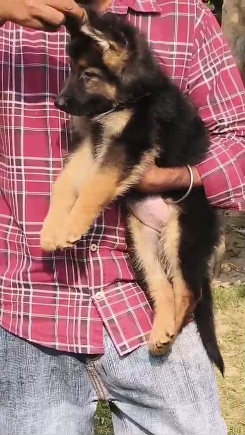 Dachshund Puppy | Brown & Tan, farm video