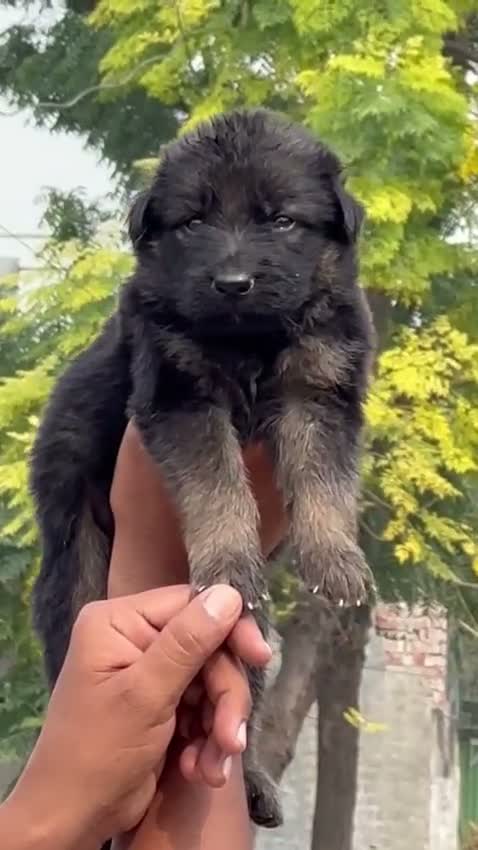 German Shepherd Puppy, farm video