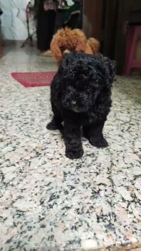 Standard Poodle Puppy | White, farm video