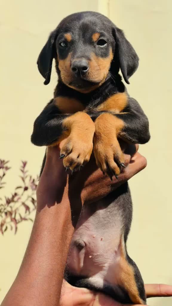 Doberman Pinscher Puppy | Brown & Tan, farm video