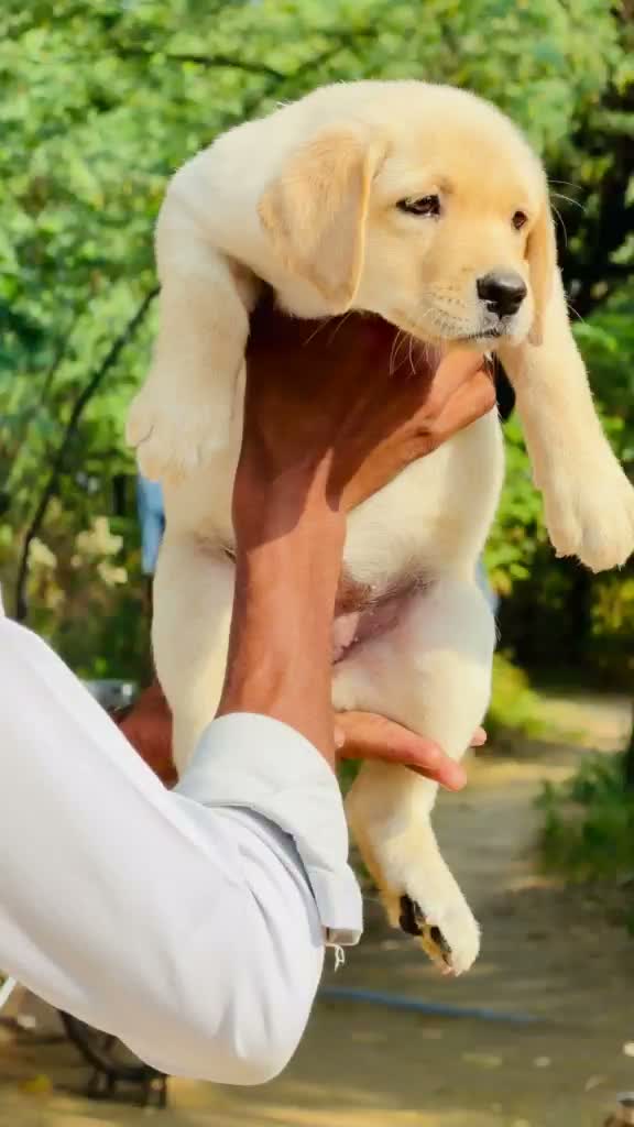 Dachshund Puppy | Brown & Tan, farm video
