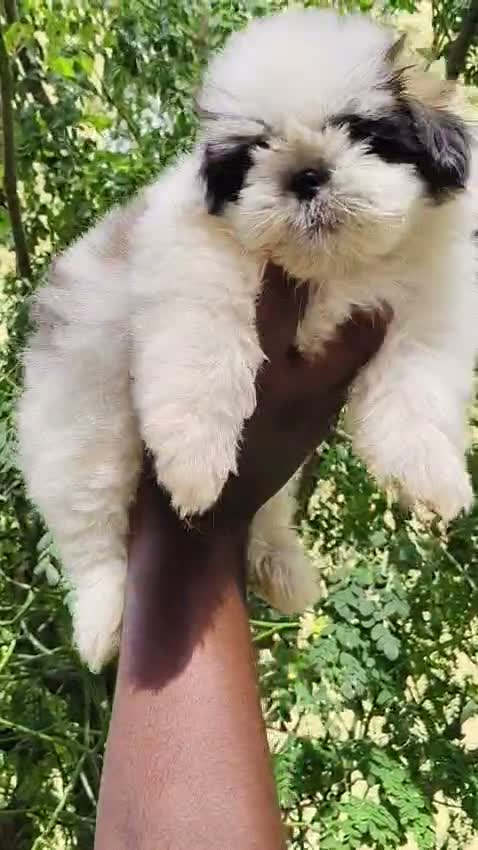 Shih Tzu | Black Color, farm video