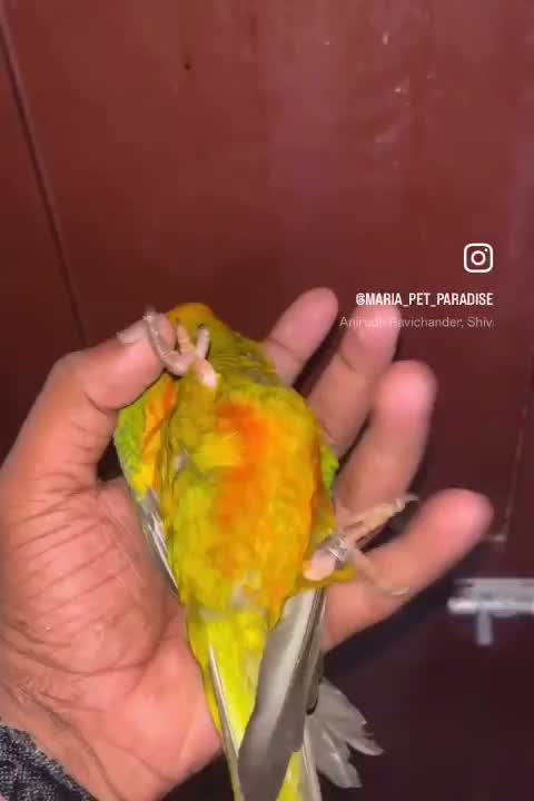 Sun Conure, farm video