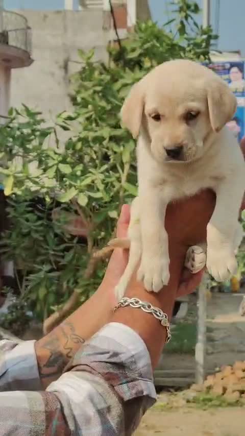Beagle Black & Tan Puppy, farm video