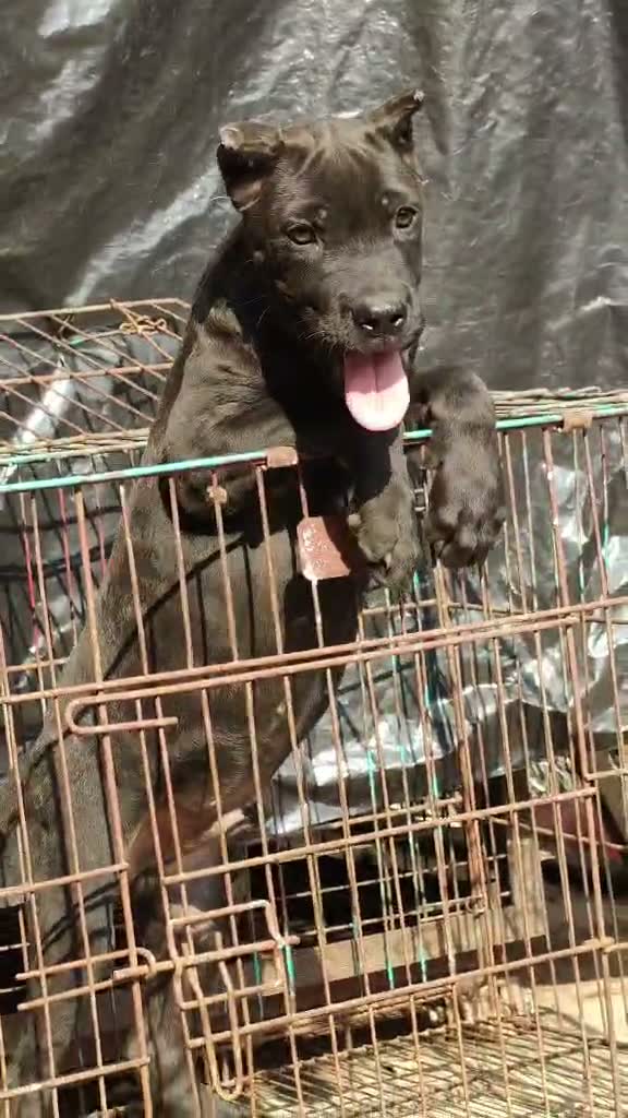 Cane Corso Puppy, farm video