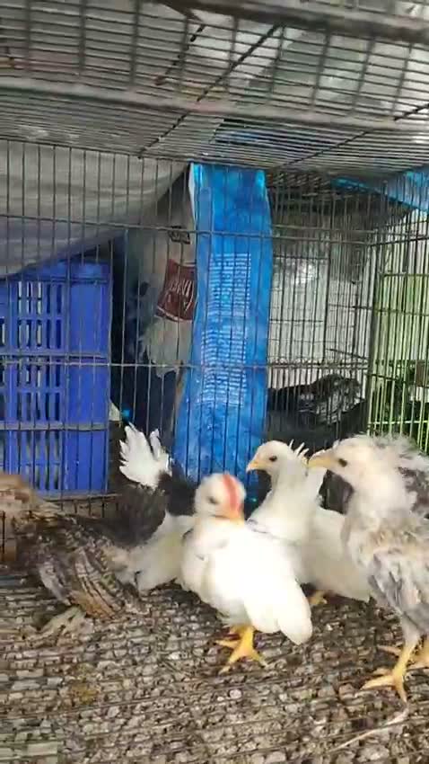 Rajapalayam Puppy, farm video