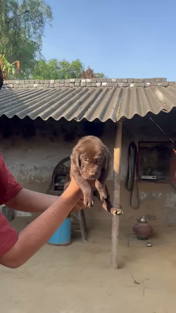 Beagle Black & Tan Puppy, farm video