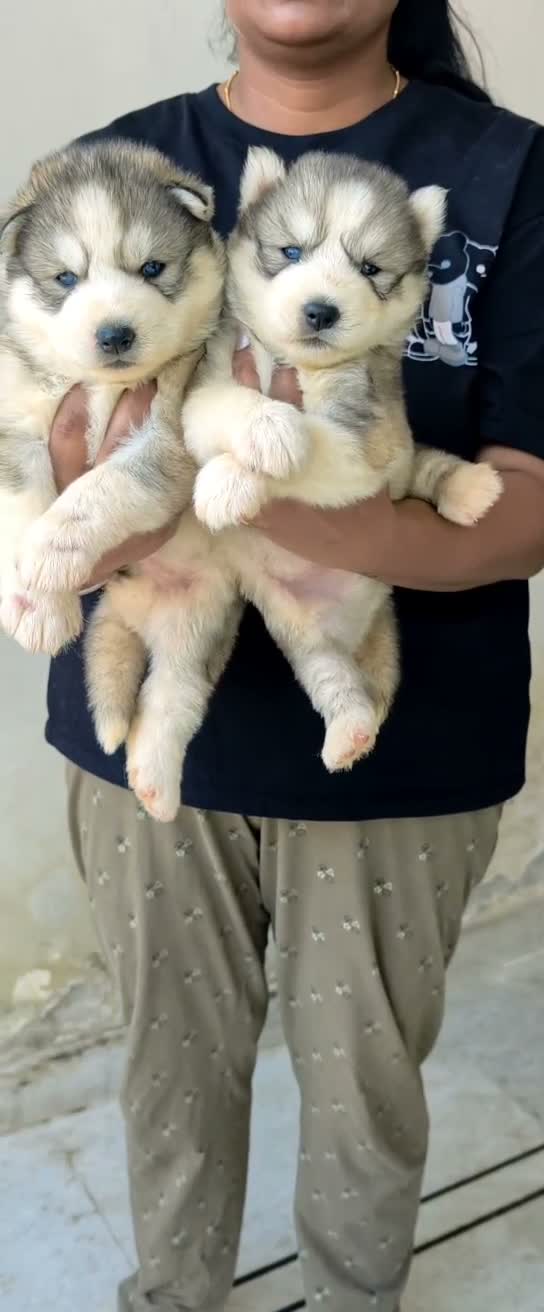 Siberian Husky Puppy | Black & White Color, farm video