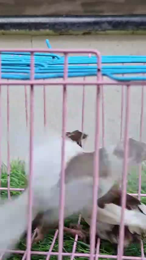 Bengal Kitten, farm video