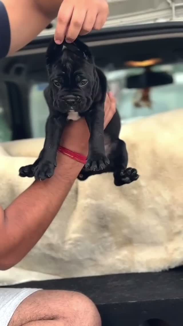 Dachshund Puppy | Brown, farm video