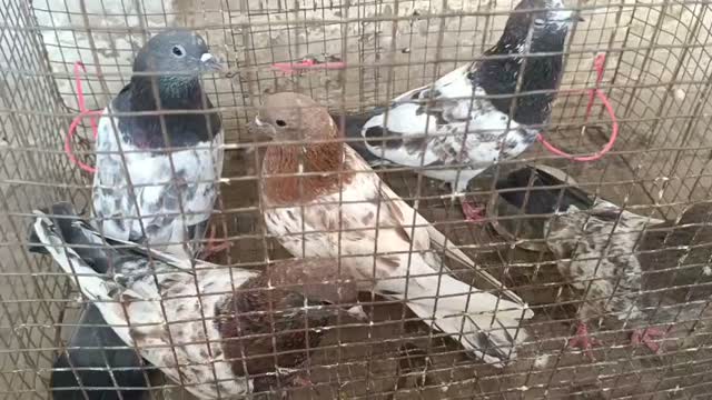 Highflyer Pigeon, farm video