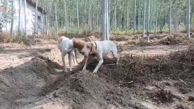 German Shepherd Puppy, farm video