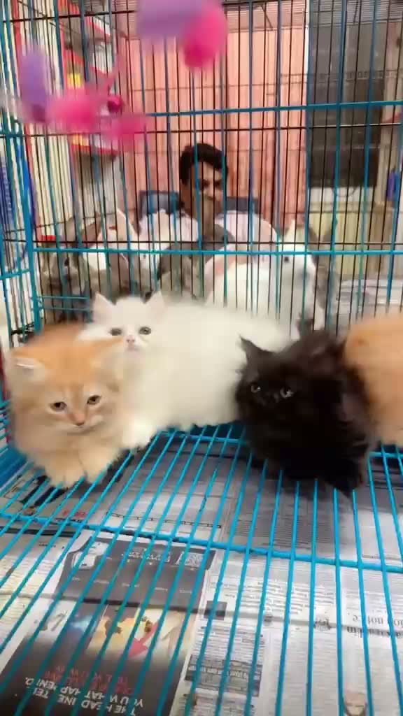 Persian, farm video
