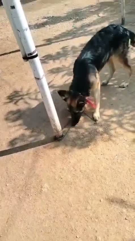 German Shepherd Puppy, farm video