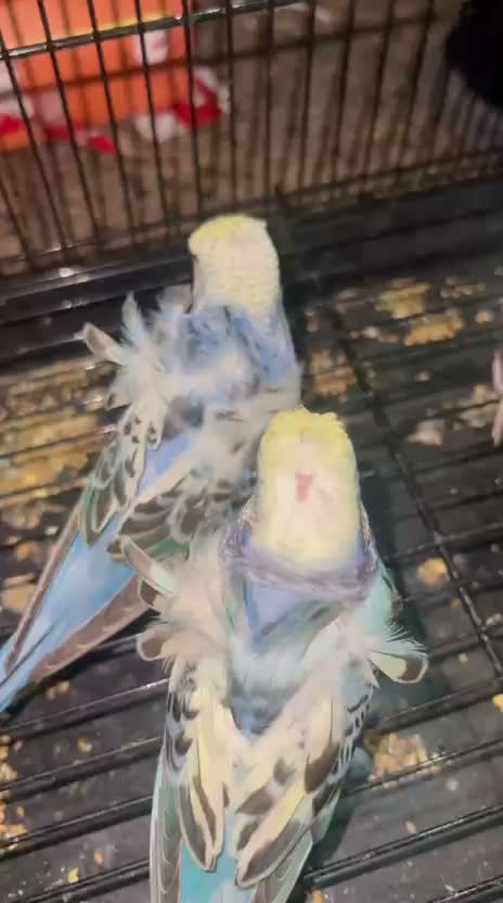 Hogoromo Budgies, farm video