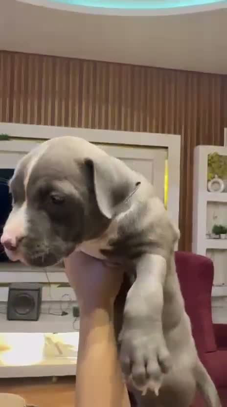 American Bully Pocket Size Puppy, farm video