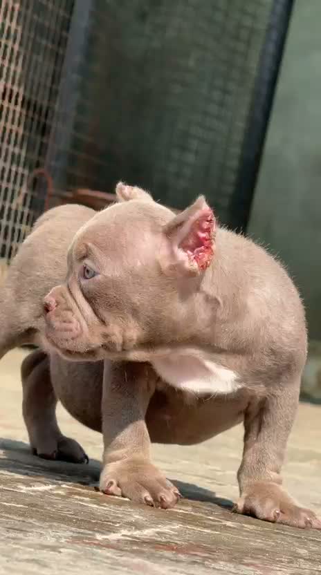 American Bully XL Size Puppy, farm video