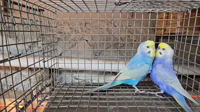 Budgies | Fallow, farm video