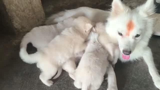 Pomeranian Puppy, farm video