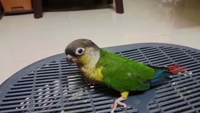 Small Cheek Conure, farm video
