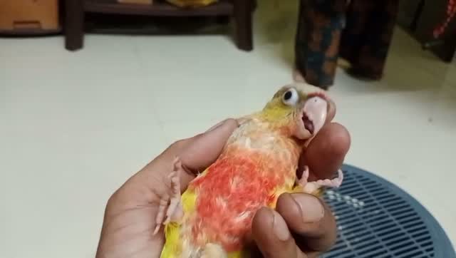 Small Cheek Conure, farm video