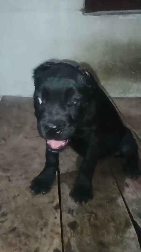 Cane Corso Puppy | Brindle, farm video